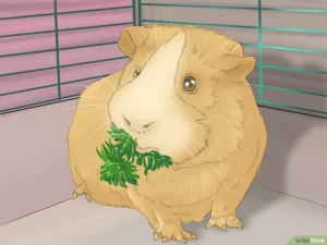 chuot-lang-an-giay-co-sao-khong