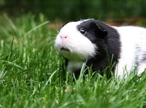 chuot-lang-bi-co-giat