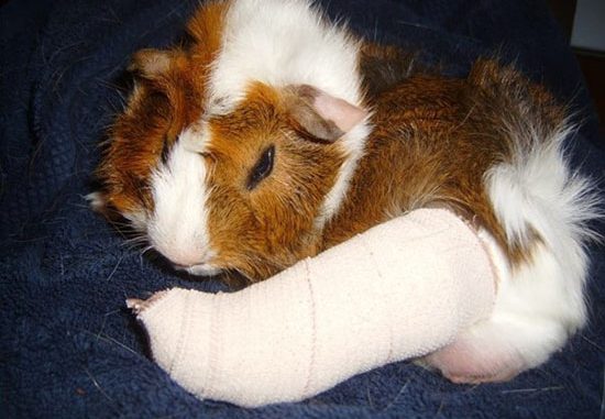 chuot-lang-bi-gay-chan