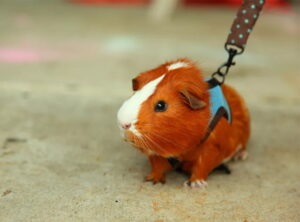 Chuột Lang Bị Gãy Chân Và Cách Băng Bó Nhanh Chóng 1 chuot-lang-bi-gay-chan