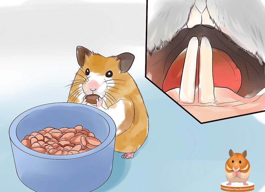 chuot lang bi gay rang co sao khong 1