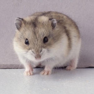 chuot-lang-bi-gay-rang-co-sao-khong-2