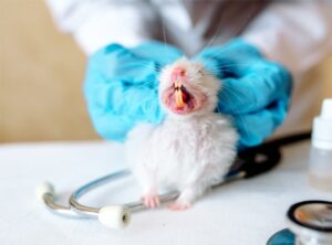 chuot-lang-bi-gay-rang-co-sao-khong