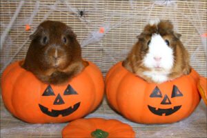 chuot-lang-bi-nghieng-dau-3