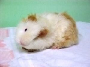 chuot-lang-bi-nghieng-dau