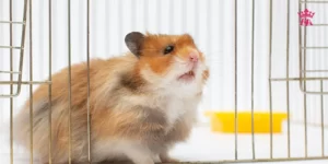 chuot-lang-bi-rung-long-1