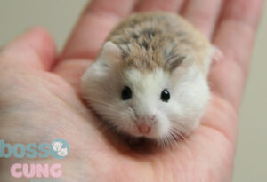 chuot-lang-bi-rung-long-2