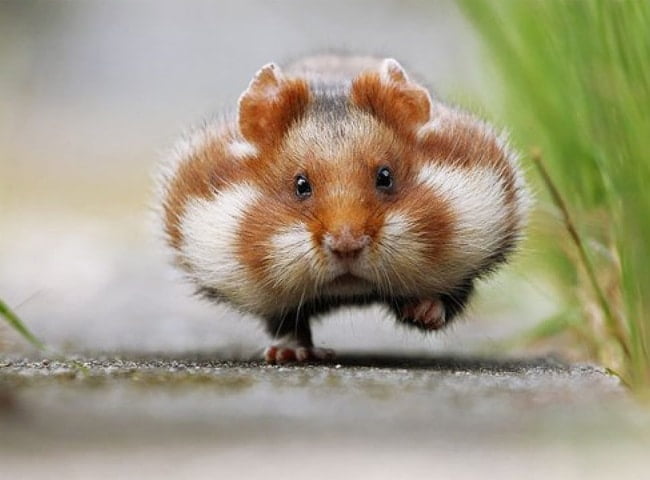 chuot-lang-bi-so-mui-3