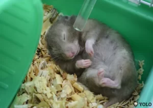 chuot-lang-bi-so-mui