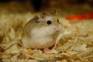 chuot-lang-bi-soc-nhiet-1