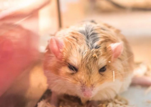 chuot-lang-bi-soc-nhiet