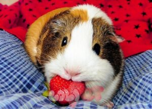 chuot-lang-bi-tao-bon-2