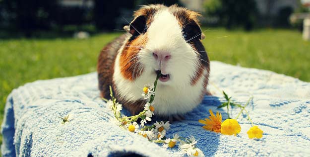 chuot-lang-bi-tao-bon-4