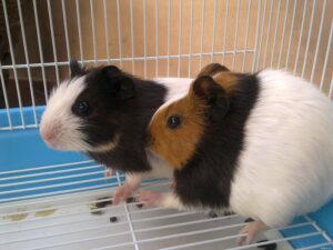 chuot-lang-bi-tieu-chay-1