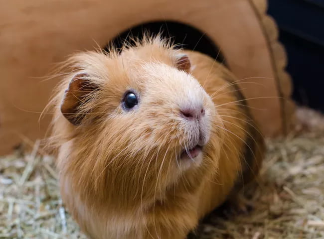 chuot lang bi tieu chay 2