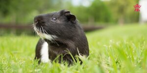 chuot-lang-bi-tieu-chay-3