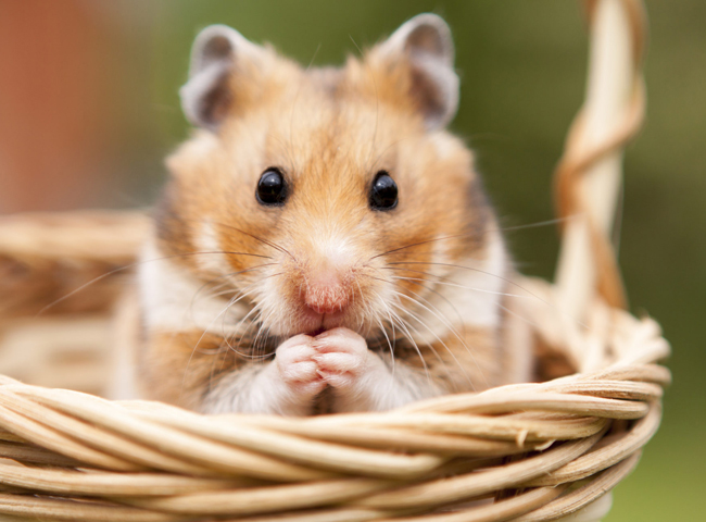 chuot lang bi tram cam 3