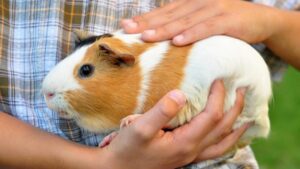 chuot-lang-bi-viem-phoi-2