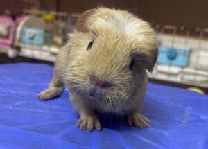 chuot-lang-bi-viem-phoi-3