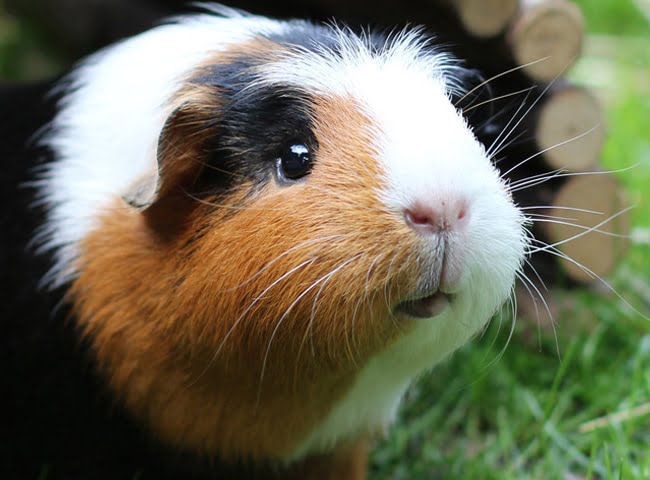 chuot-lang-co-an-dau-que-duoc-khong-2