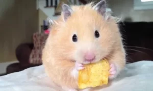 Chuột Lang Có Ăn Được Khoai Lang Không? Bổ Sung Dinh Dưỡng Cho Chuột 2 chuot-lang-co-an-duoc-khoai-lang-khong-1