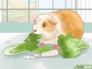 chuot-lang-co-an-duoc-rau-mong-toi-khong-2