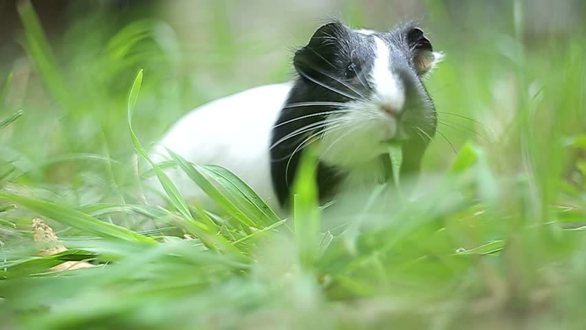 chuot lang co an duoc rau mong toi khong