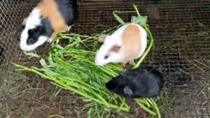 chuot-lang-co-an-duoc-rau-muong-khong