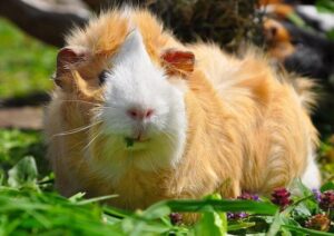 Chuột Lang Có Cần Tiêm Phòng Không? Bảo Vệ Sức Khỏe Chuột Lang 2 chuot-lang-co-can-tiem-phong-khong-1