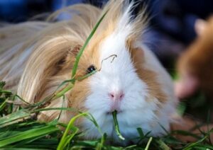 Chuột Lang Có Cần Tiêm Phòng Không? Bảo Vệ Sức Khỏe Chuột Lang 3 chuot-lang-co-can-tiem-phong-khong-2