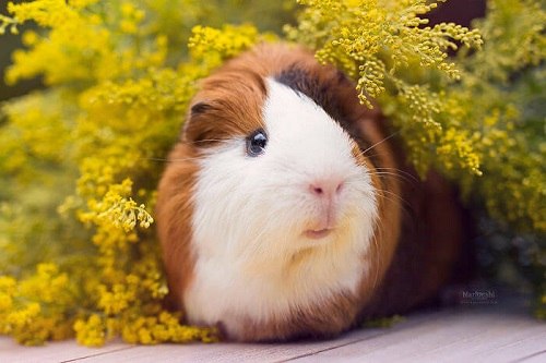 chuot-lang-co-lay-benh-cho-nguoi-khong-3