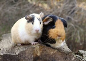 Chuột Lang Có Thay Lông Không? 1 chuot-lang-co-thay-long-khong