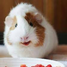 chuot-lang-co-thong-minh-khong-2