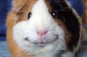 Tìm Hiểu Ngay: Chuột Lang Có Thông Minh Không? 3 chuot-lang-co-thong-minh-khong-3