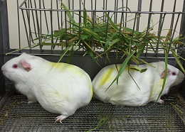 chuot-lang-di-tieu-nhieu-1