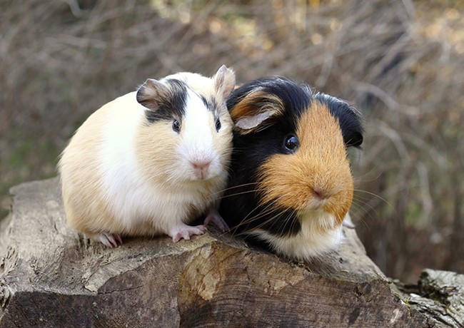 chuot-lang-di-tieu-nhieu-3