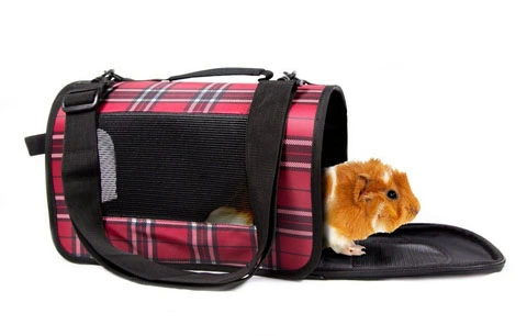 chuot lang nam im mot cho 1