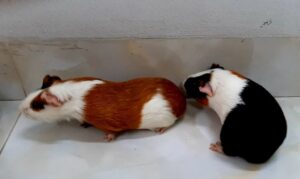 Những Nguyên Nhân Khiến Chuột Lang Nằm Im Một Chỗ 3 chuot-lang-nam-im-mot-cho-2