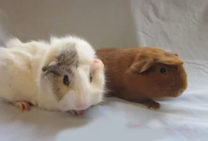 Những Nguyên Nhân Khiến Chuột Lang Nằm Im Một Chỗ 2 chuot-lang-nam-im-mot-cho-3