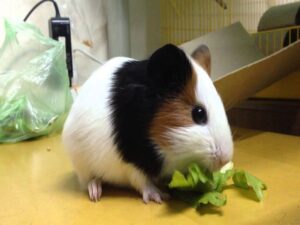 chuot-lang-o-may-lanh-duoc-khong-1