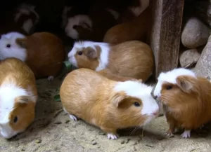 chuot-lang-o-may-lanh-duoc-khong-2