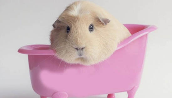 chuot lang o may lanh duoc khong