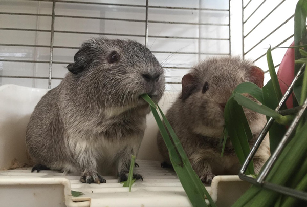 chuot-nha-co-so-chuot-lang-3