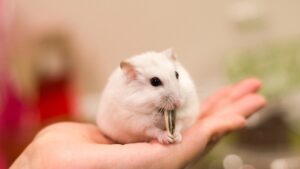 Gợi Ý Cách Đặt Tên Cho Chuột Hamster Bằng Tiếng Việt Hay, Dễ Nhớ 3 dat-ten-cho-chuot-hamster-bang-tieng-viet-3