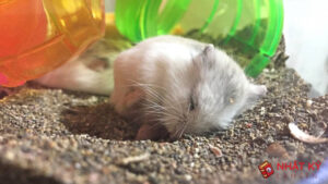 dau-hieu-chuot-lang-sap-chet-2