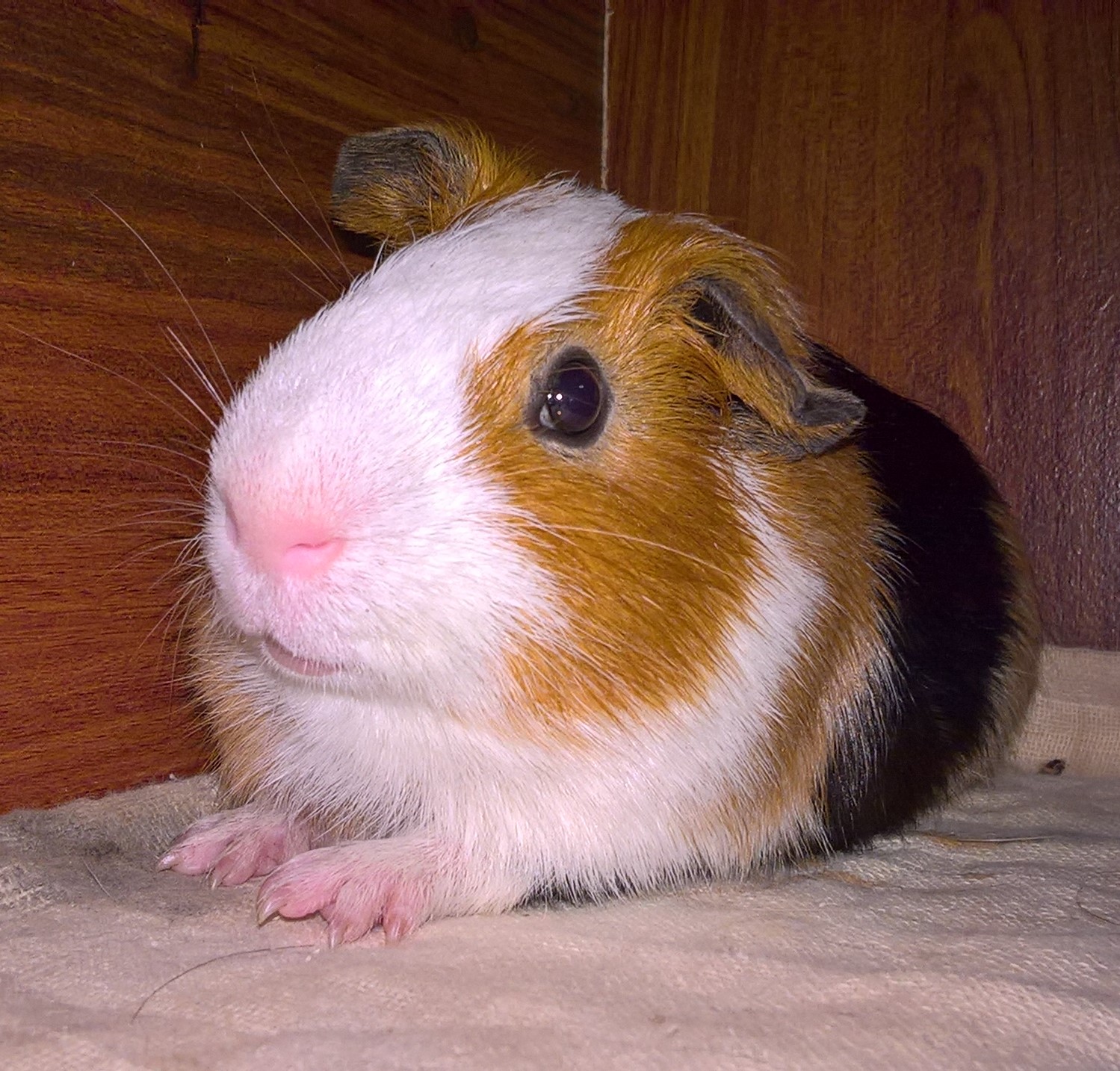 dau-hieu-chuot-lang-sap-chet-3