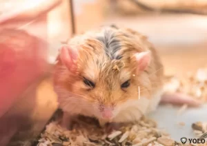 dau-hieu-chuot-lang-sap-chet