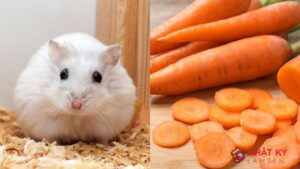 giai-dap-hamster-an-ca-rot-duoc-khong-1