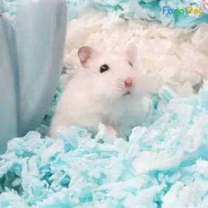Tìm Hiểu Hamster Ăn Giấy Vệ Sinh Có Sao Không? 2 hamster-an-giay-ve-sinh-co-sao-khong-1