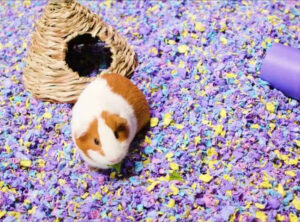 Tìm Hiểu Hamster Ăn Giấy Vệ Sinh Có Sao Không? 3 hamster-an-giay-ve-sinh-co-sao-khong-1